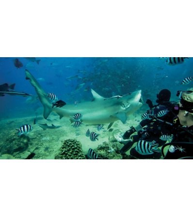 GoPro Magenta Standard Housing Filter